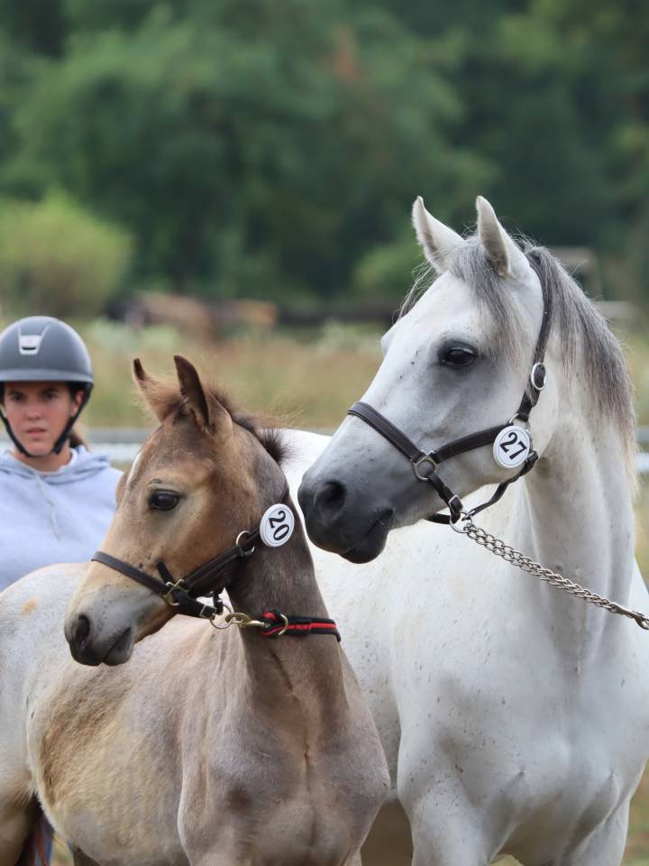 Veulen (ml) Connemara Te koop 2025 Schimmel ,  Elwood blues d’Argan