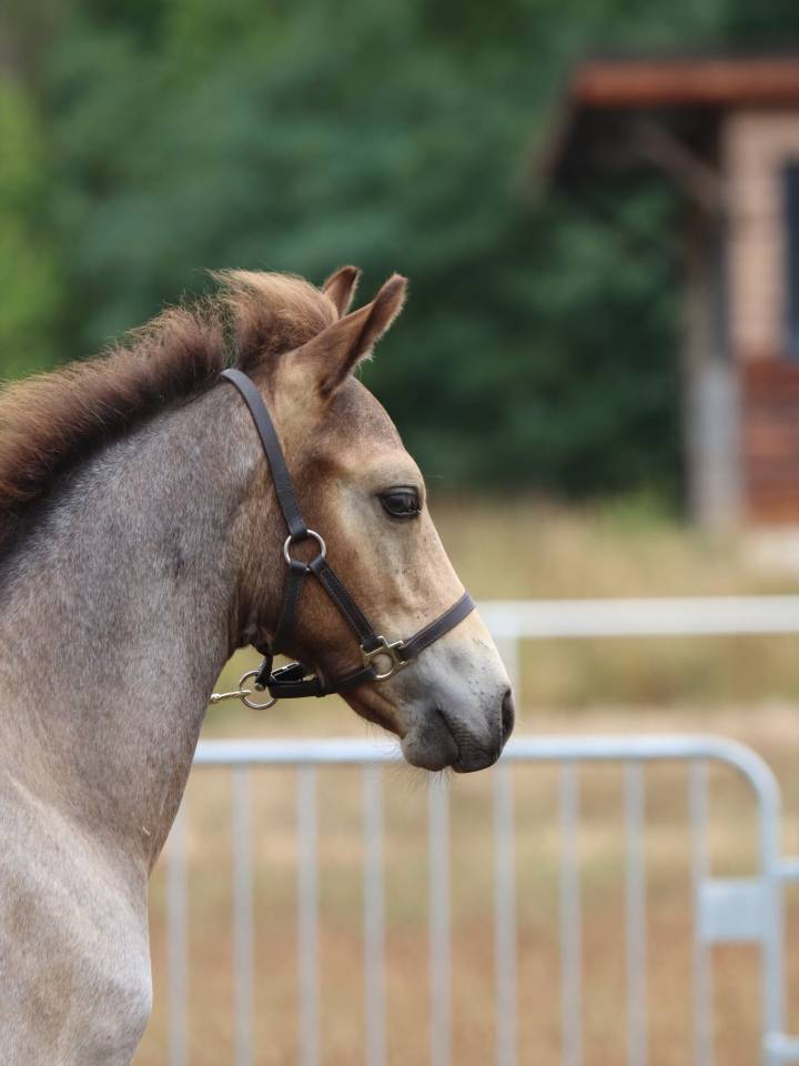 Veulen (ml) Connemara Te koop 2025 Schimmel ,  Elwood blues d’Argan