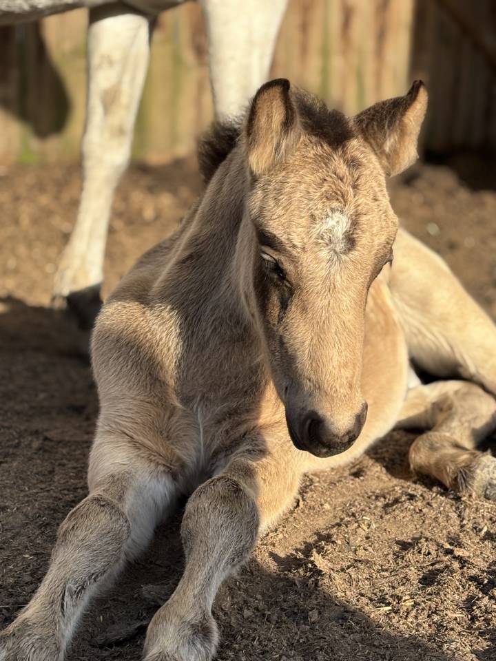Veulen (ml) Connemara Te koop 2025 Schimmel ,  Elwood blues d’Argan