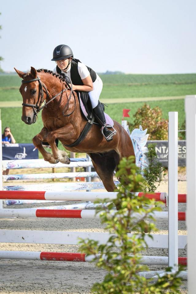 Ruin Franse rijpony PFS Te koop 2021 Vos ,  ELDORADO D'ELLE, SF