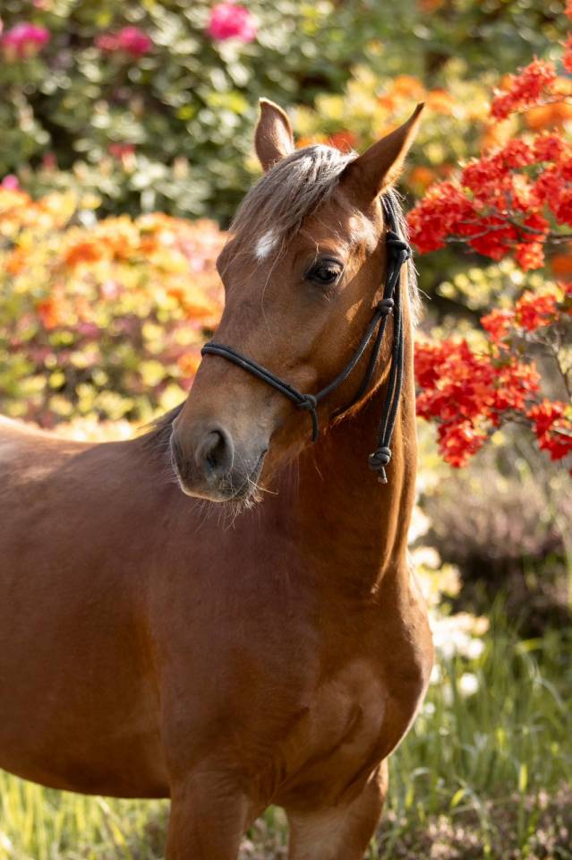 Ruin Franse rijpony PFS Te koop 2021 Vos ,  ELDORADO D'ELLE, SF