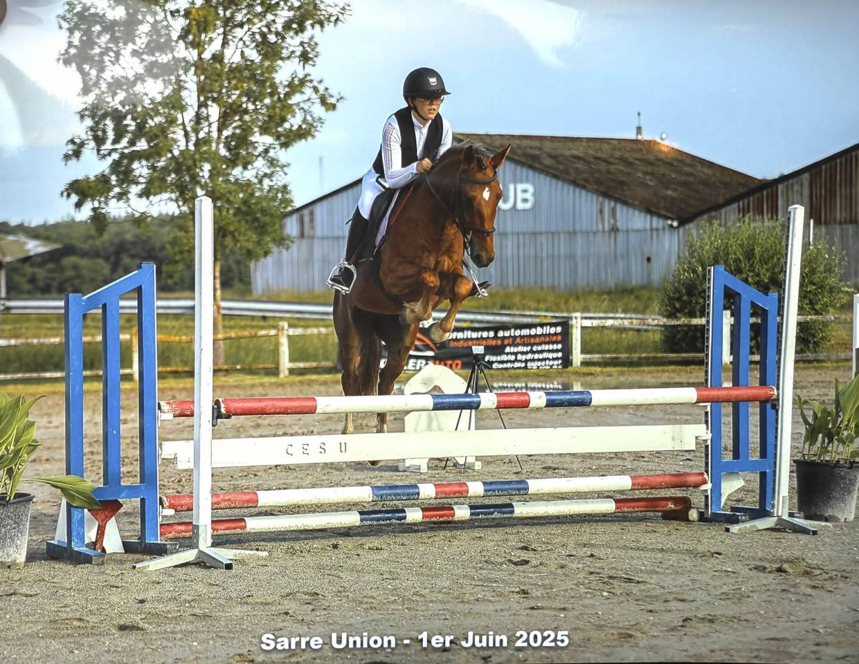 Ruin Franse rijpony PFS Te koop 2021 Vos ,  ELDORADO D'ELLE, SF