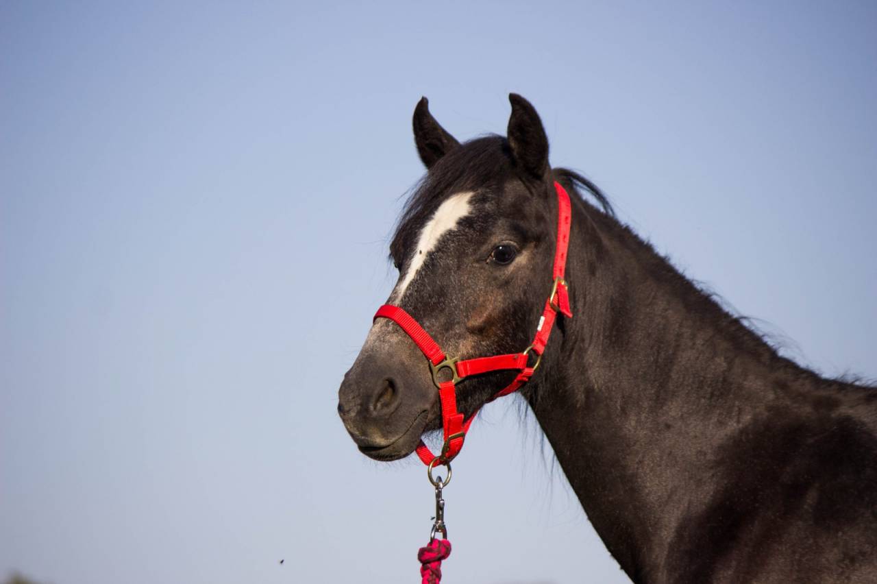 Ruin Welsh Pony (Section B) Te koop 2023 Schimmel