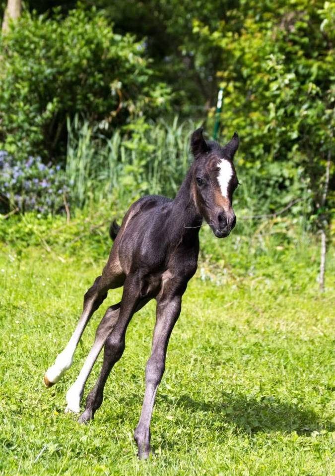 Ruin Welsh Pony (Section B) Te koop 2023 Schimmel