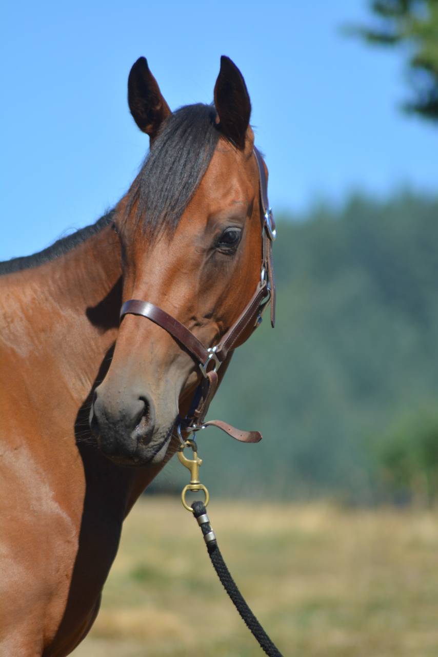 Merrie Engels volbloed Te koop 2022 Donker bruin / bai