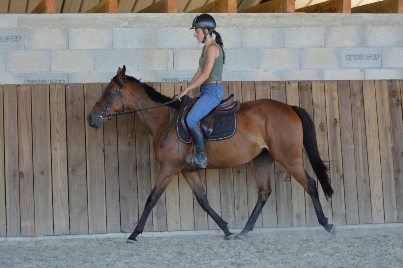 Merrie Engels volbloed Te koop 2022 Donker bruin / bai