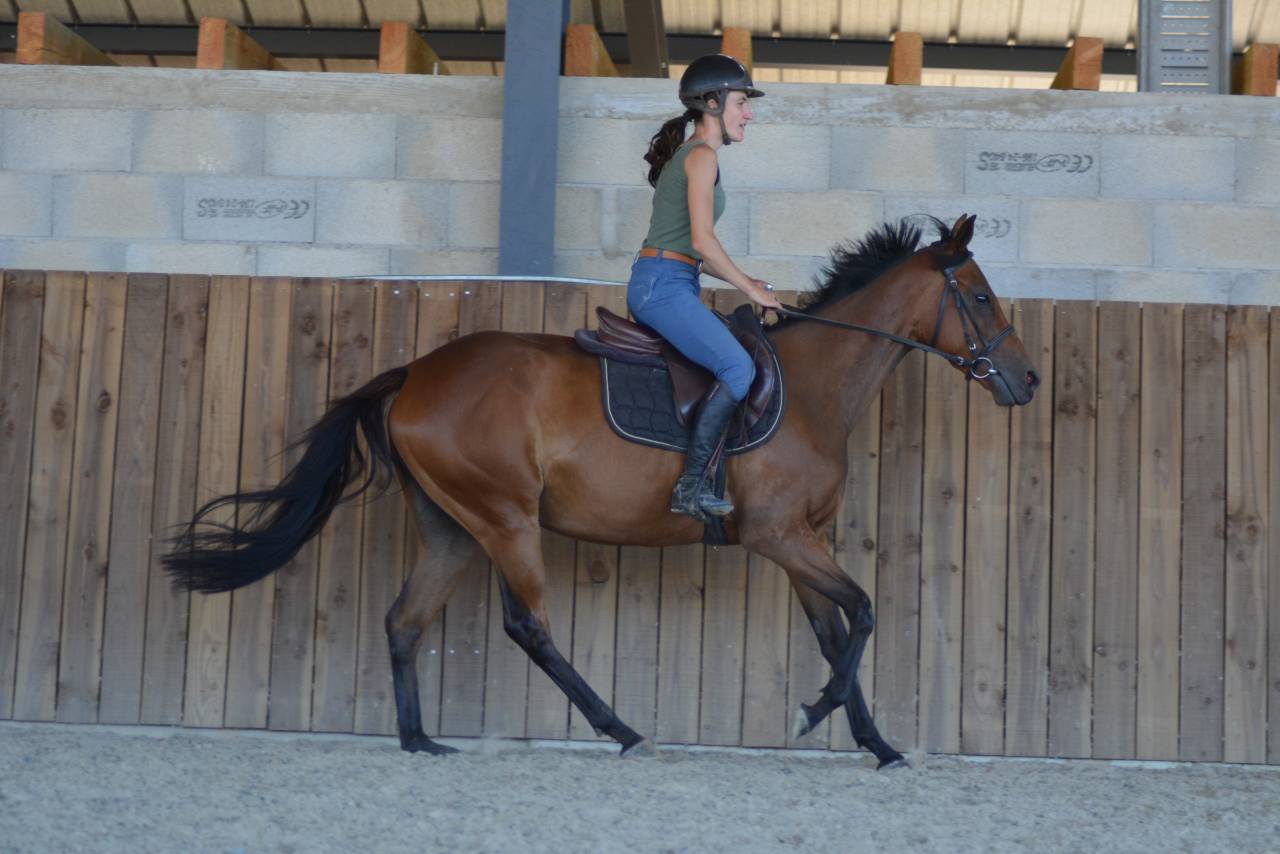 Merrie Engels volbloed Te koop 2022 Donker bruin / bai