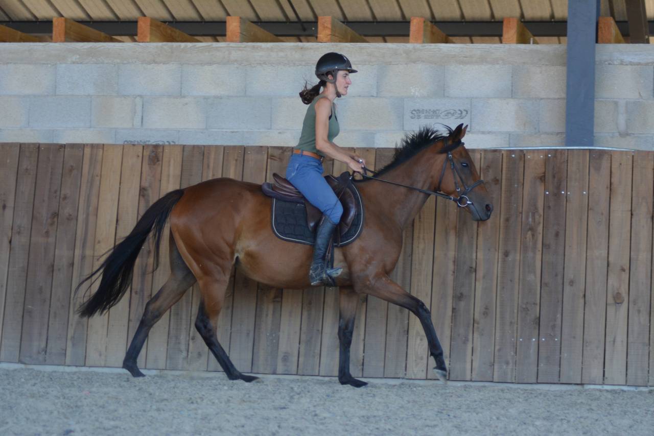 Merrie Engels volbloed Te koop 2022 Donker bruin / bai
