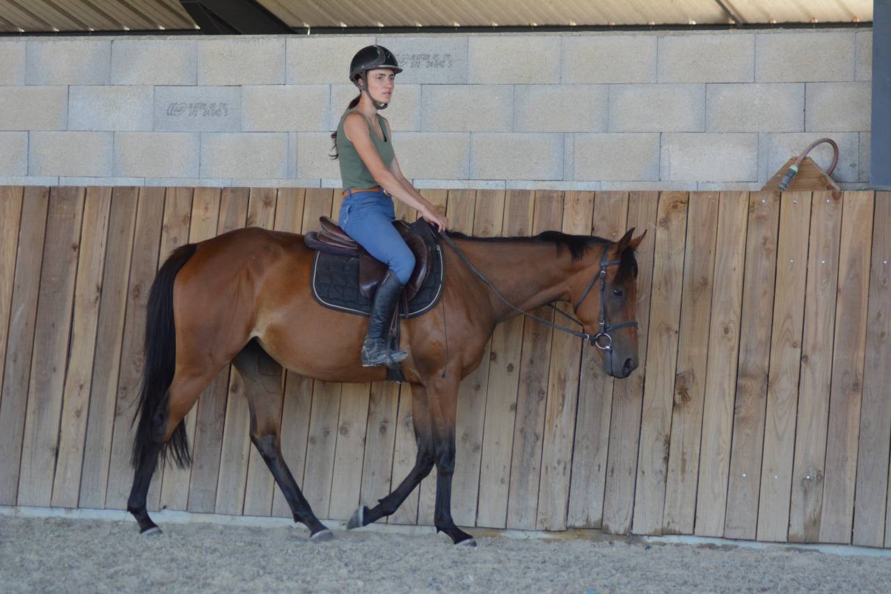 Merrie Engels volbloed Te koop 2022 Donker bruin / bai