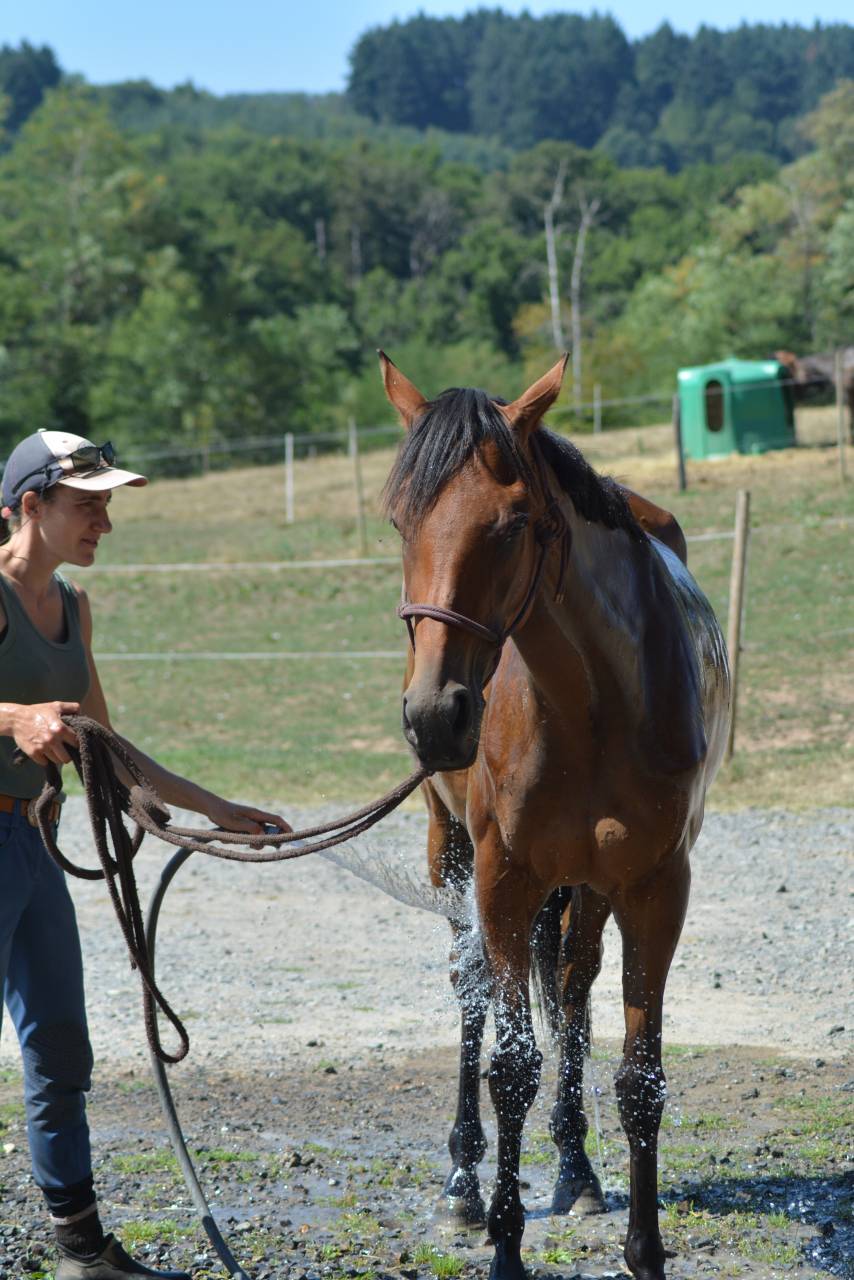 Merrie Engels volbloed Te koop 2022 Donker bruin / bai