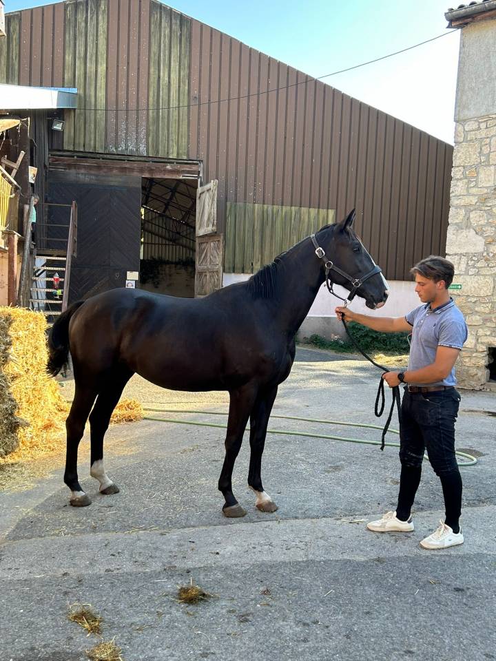 Ruin Selle Français Te koop 2022 Zwart ,  James bond d'azur