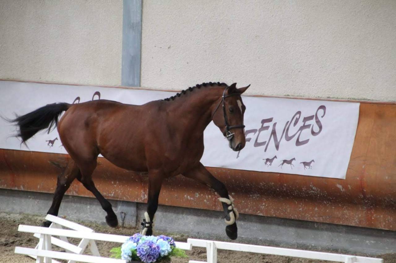 Ruin Selle Français Te koop 2022 Zwart ,  James bond d'azur