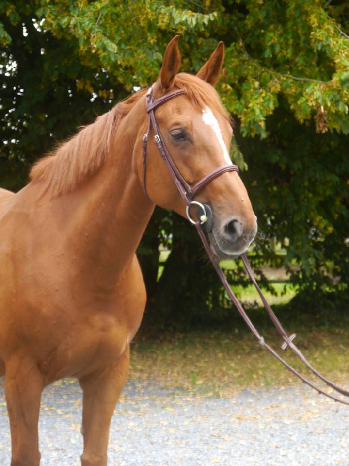 Merrie Selle Français Te koop 2017 Vos ,  DIAMANT DE SEMILLY