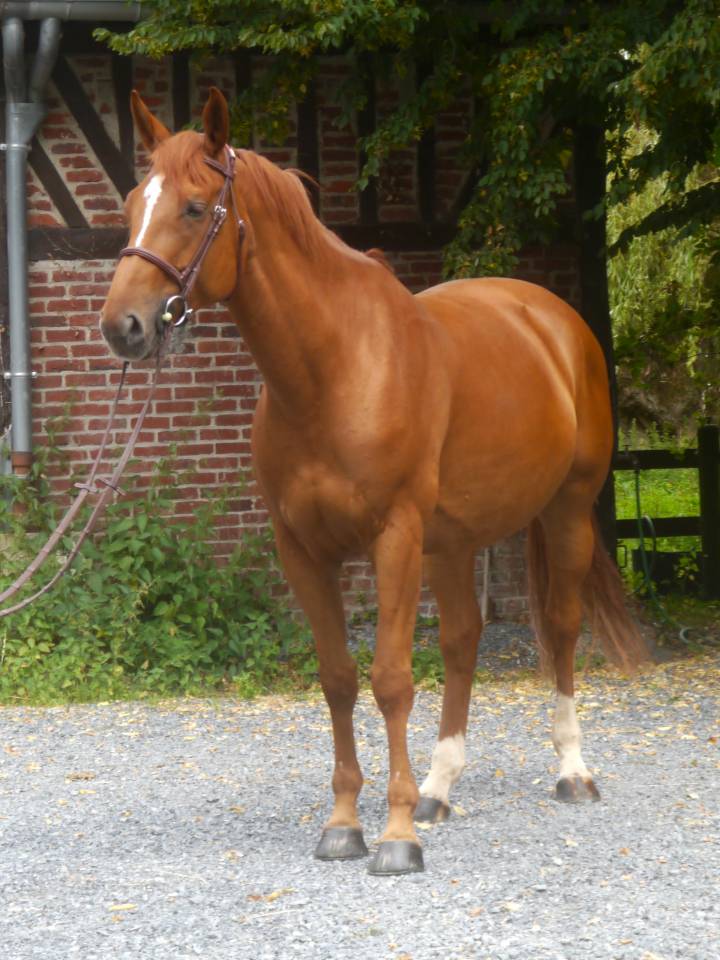 Merrie Selle Français Te koop 2017 Vos ,  DIAMANT DE SEMILLY