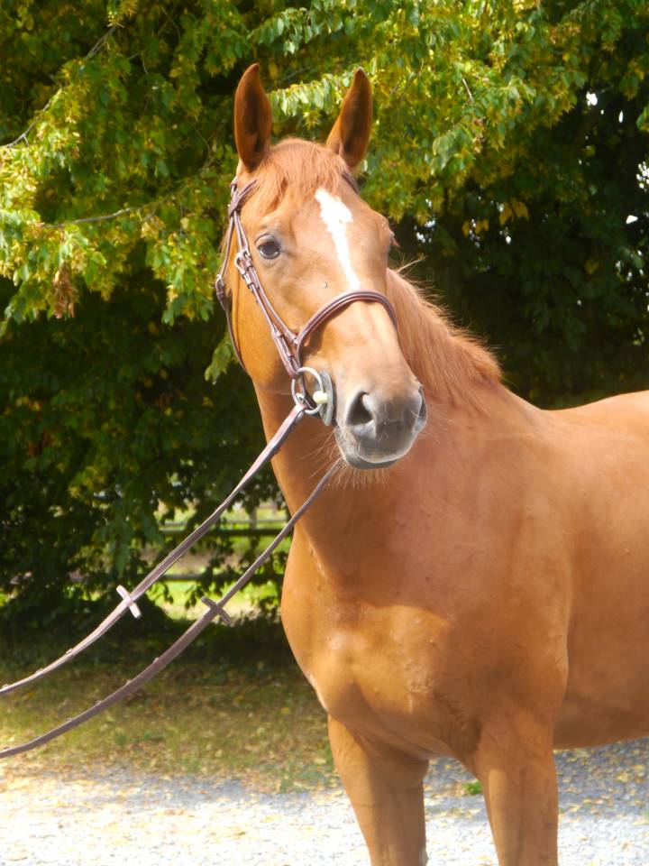 Merrie Selle Français Te koop 2017 Vos ,  DIAMANT DE SEMILLY