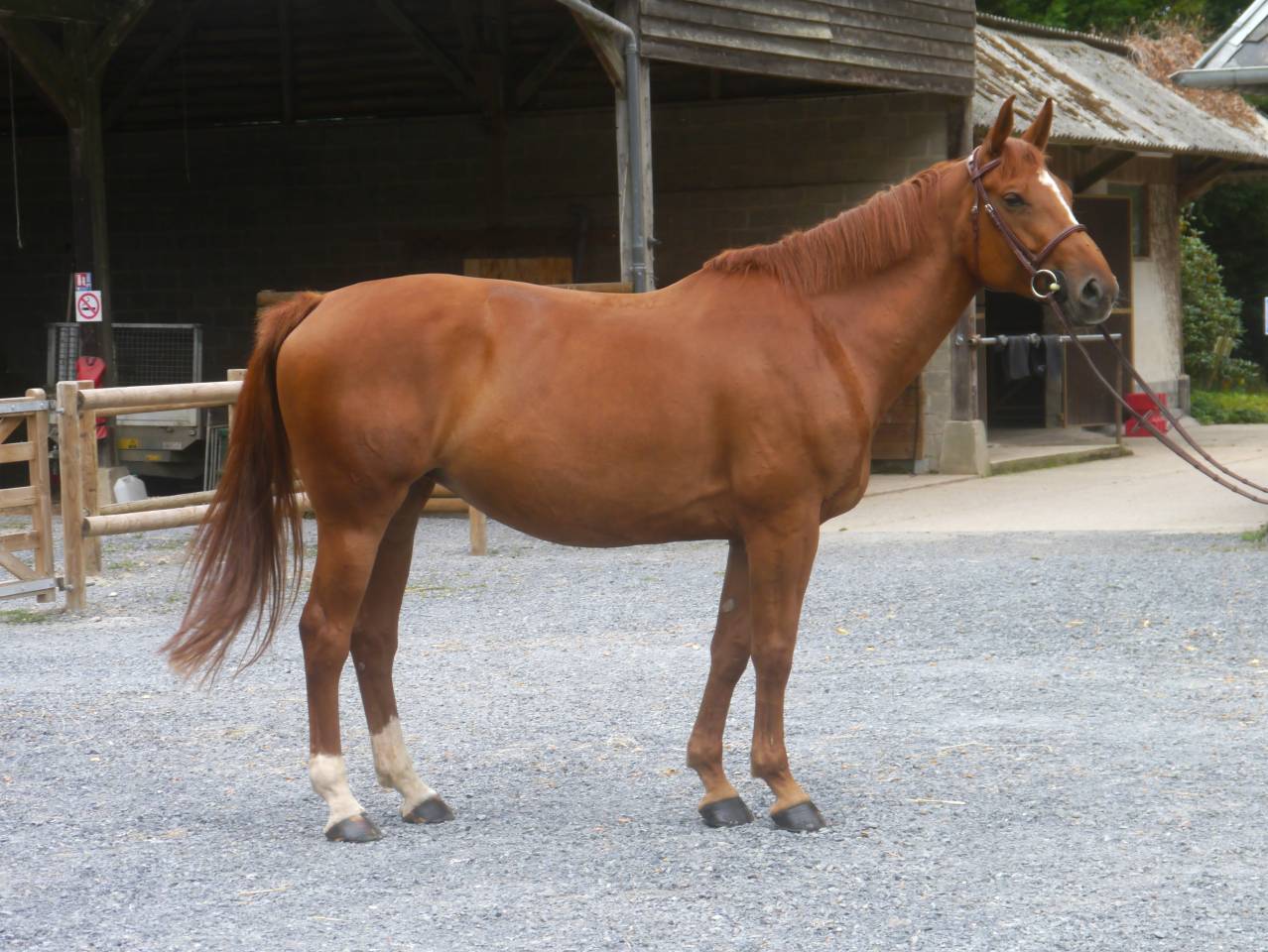 Merrie Selle Français Te koop 2017 Vos ,  DIAMANT DE SEMILLY