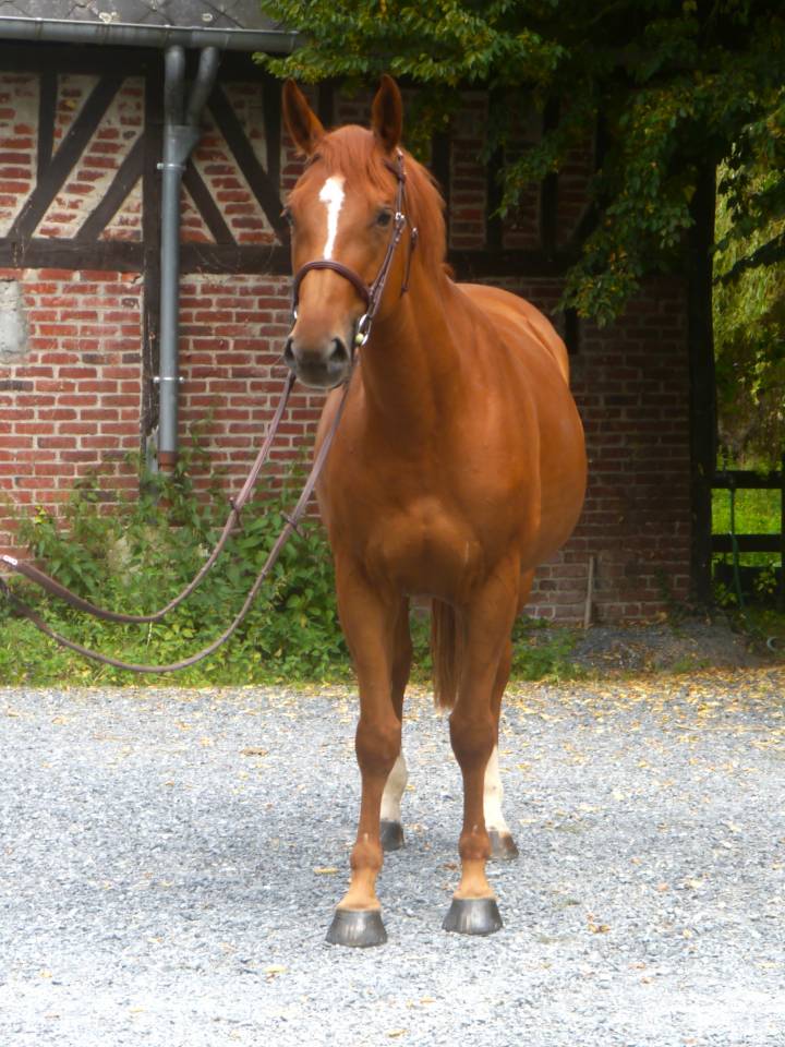 Merrie Selle Français Te koop 2017 Vos ,  DIAMANT DE SEMILLY