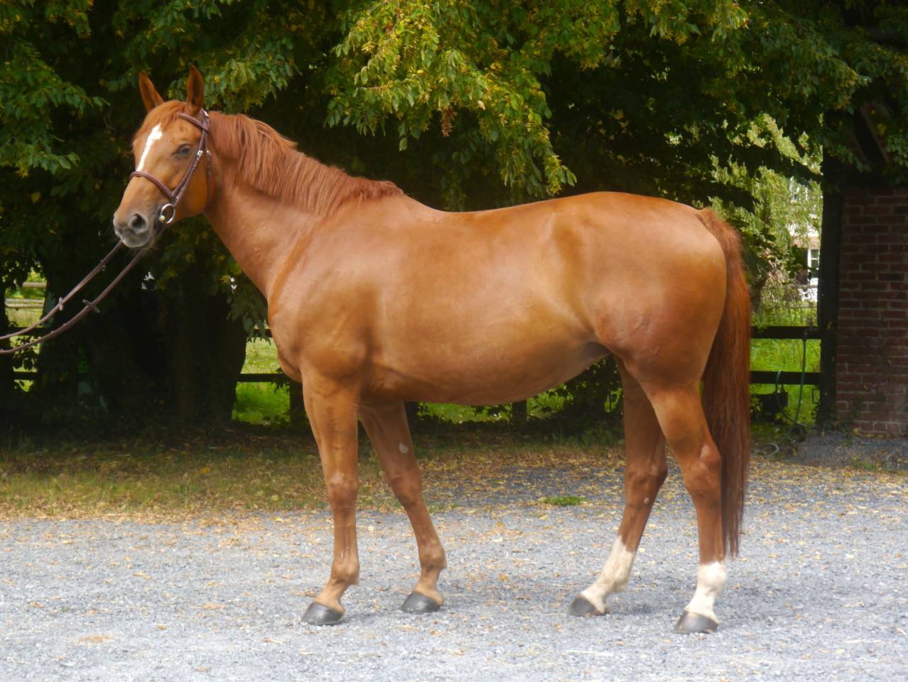 Merrie Selle Français Te koop 2017 Vos ,  DIAMANT DE SEMILLY