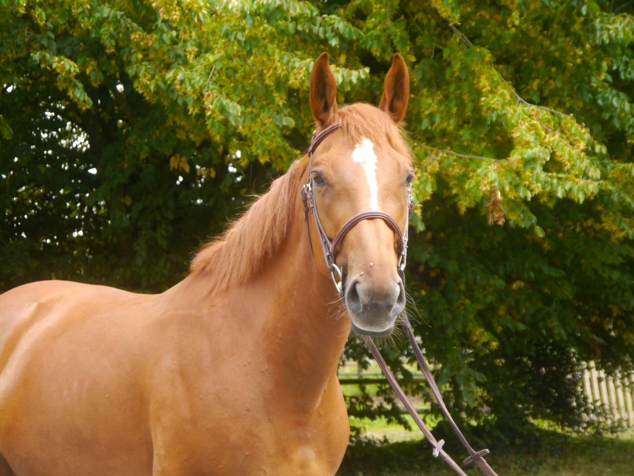 Merrie Selle Français Te koop 2017 Vos ,  DIAMANT DE SEMILLY