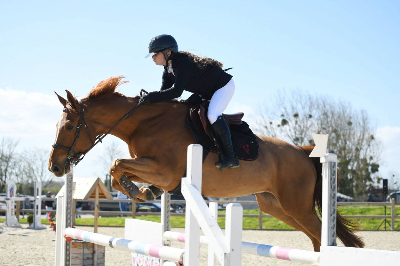 Merrie Selle Français Te koop 2017 Vos ,  DIAMANT DE SEMILLY