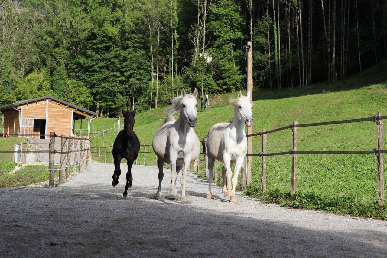 Hippisch vastgoed Koop Ain