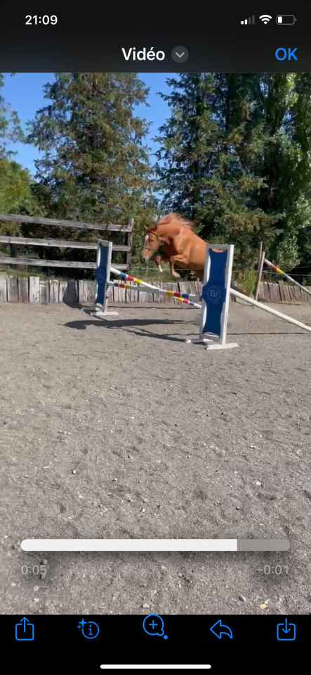 Merrie Belgisch sportpaard Te koop 2022 Vos ,  Matisse de mariposa