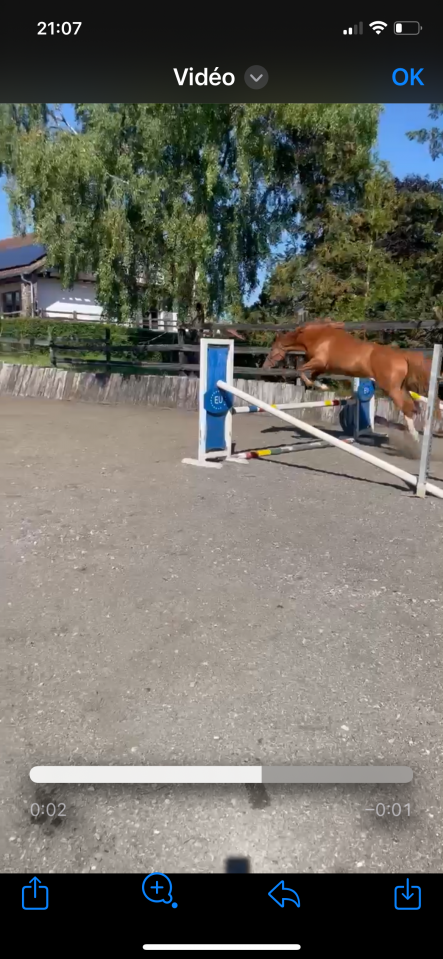 Merrie Belgisch sportpaard Te koop 2022 Vos ,  Matisse de mariposa