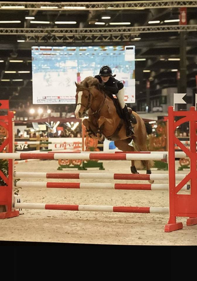 Hengst Franse rijpony PFS Te koop 2017 Lichte manen en staart