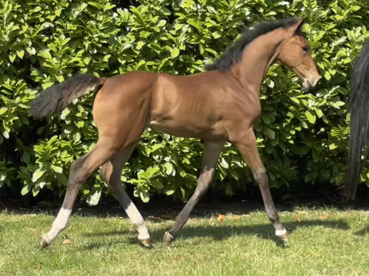 Veulen (vr) Selle Français Te koop 2025 Donker bruin / bai ,  Hardrock Z