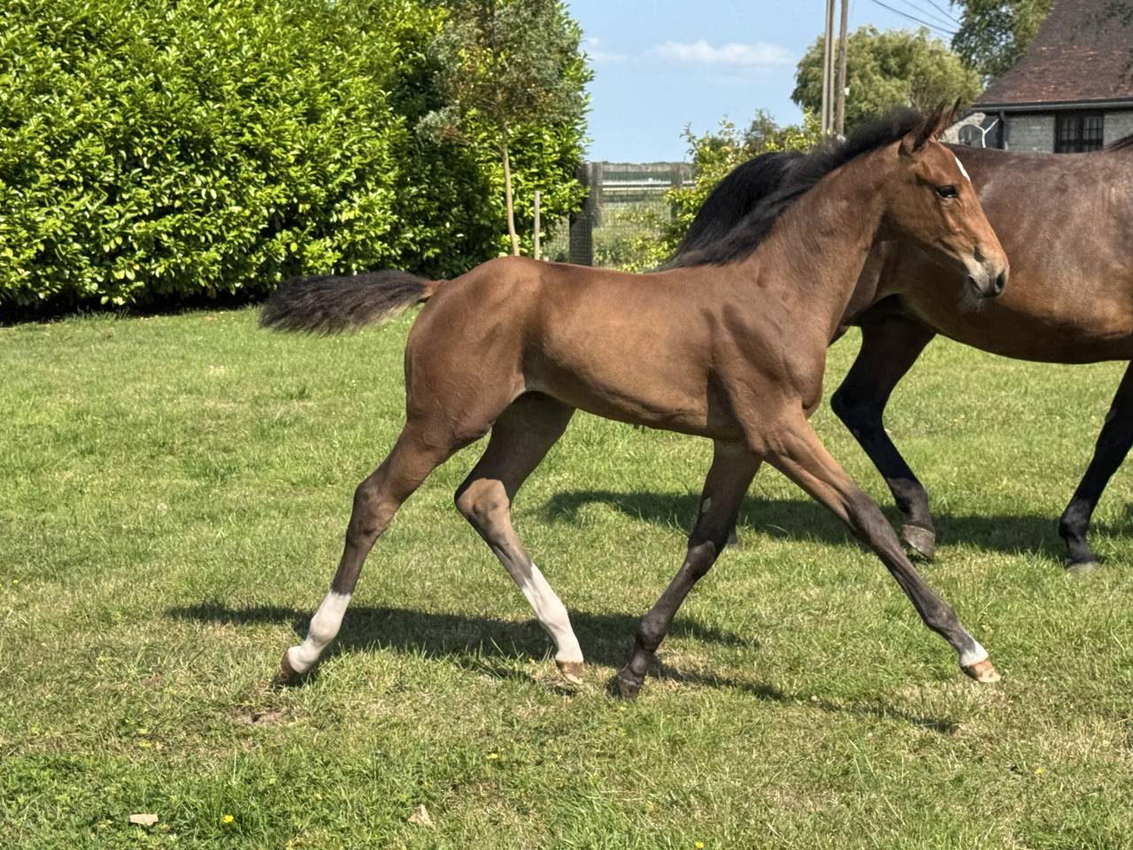 Veulen (vr) Selle Français Te koop 2025 Donker bruin / bai ,  Hardrock Z