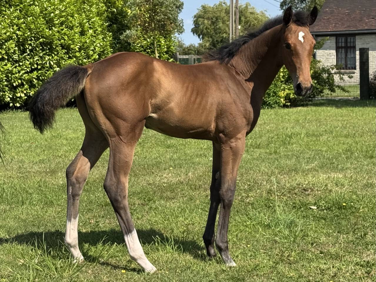 Veulen (vr) Selle Français Te koop 2025 Donker bruin / bai ,  Hardrock Z