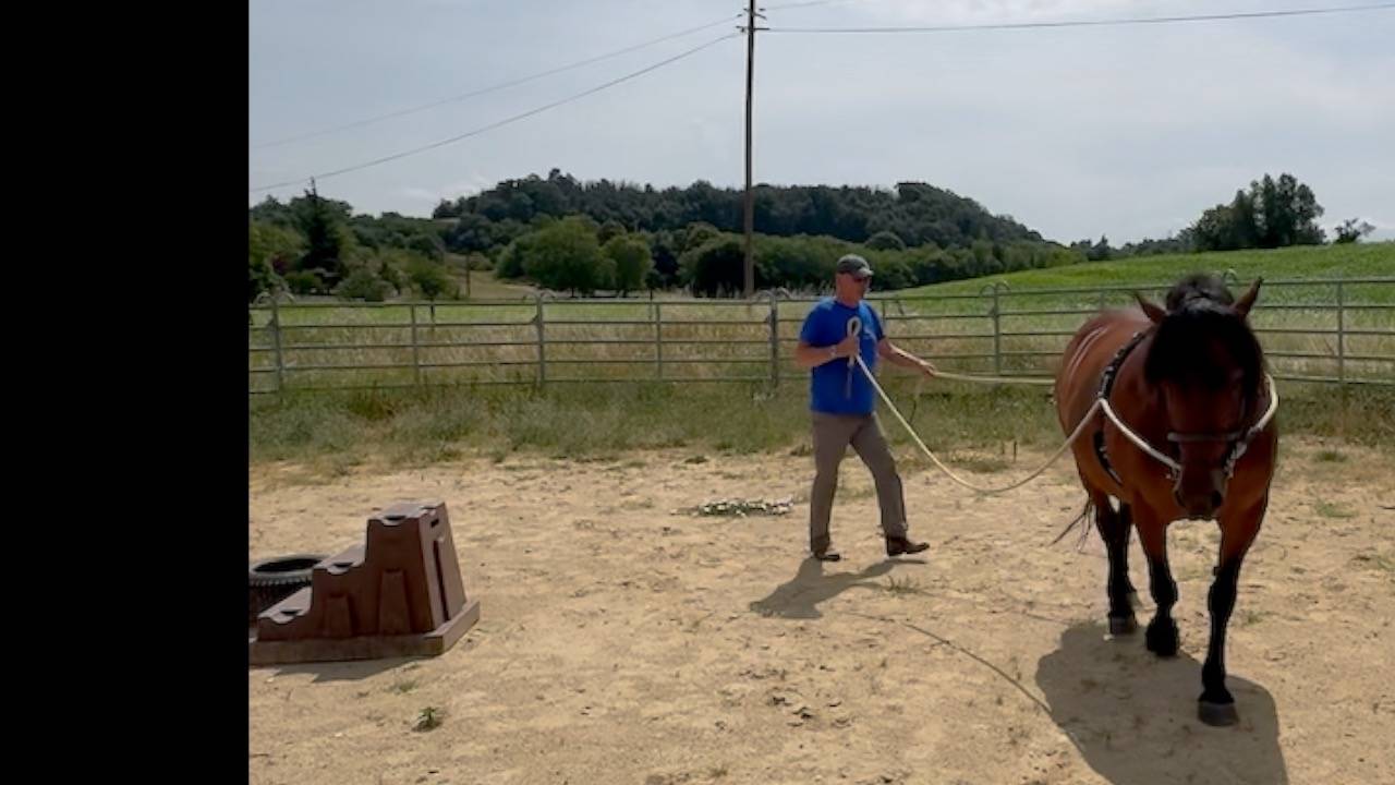 Merrie Cheval d'Auvergne  Te koop 2011 Donker bruin / bai