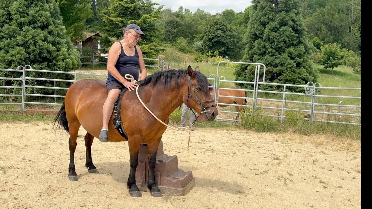 Merrie Cheval d'Auvergne  Te koop 2011 Donker bruin / bai