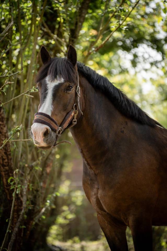 Ruin New Forest Te koop 2018 Donker bruin / bai ,  PORTMORE THUNDER CLOUD