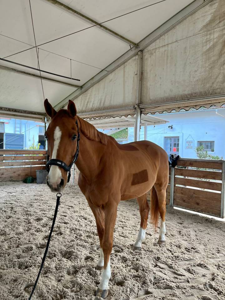 Ruin Selle Français Half pension 2010 Vos