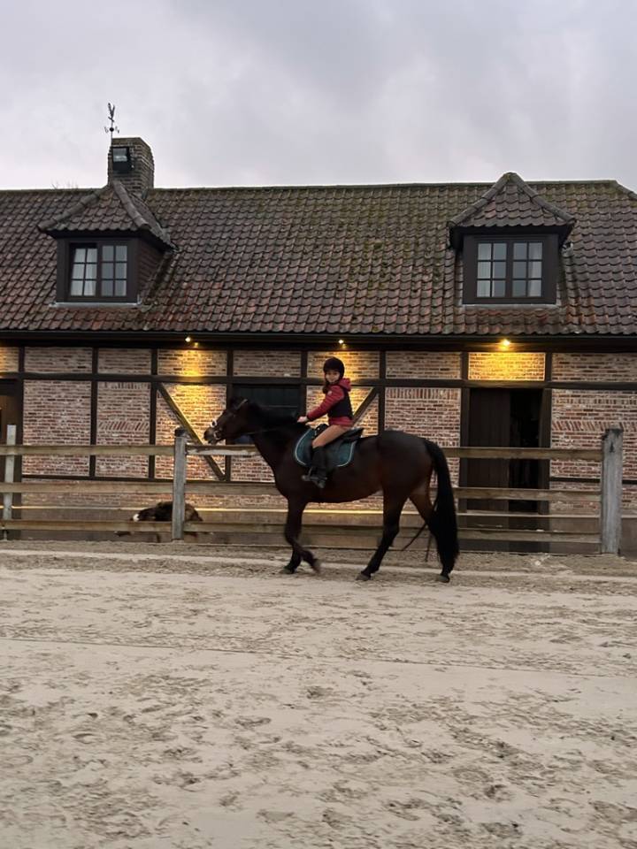 Merrie Connemara Te koop 2012 Donker bruin / bai