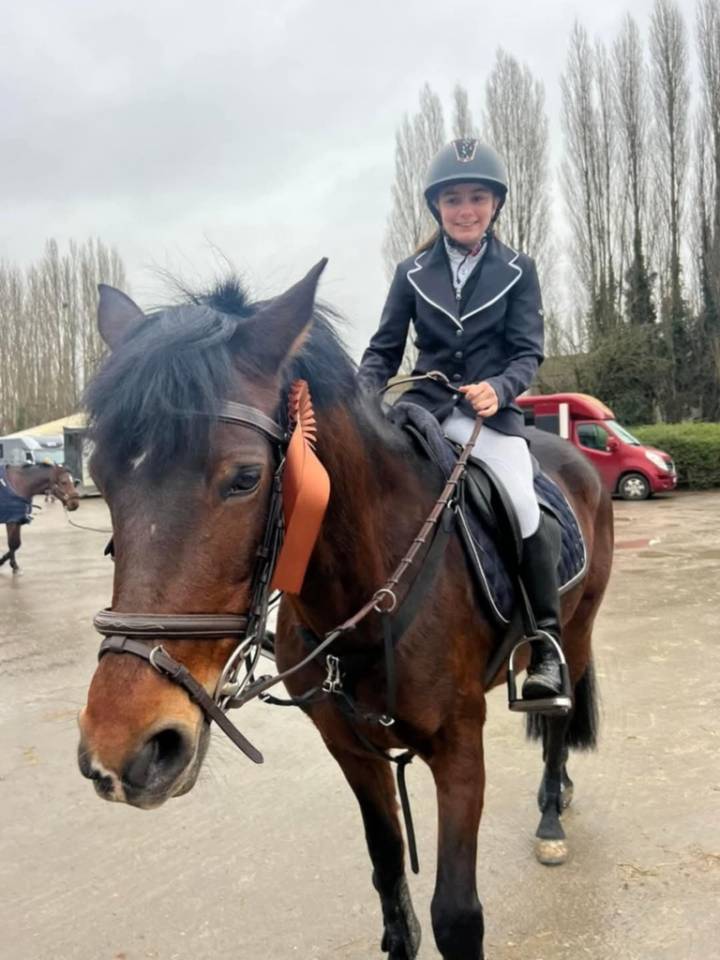 Merrie Connemara Te koop 2012 Donker bruin / bai