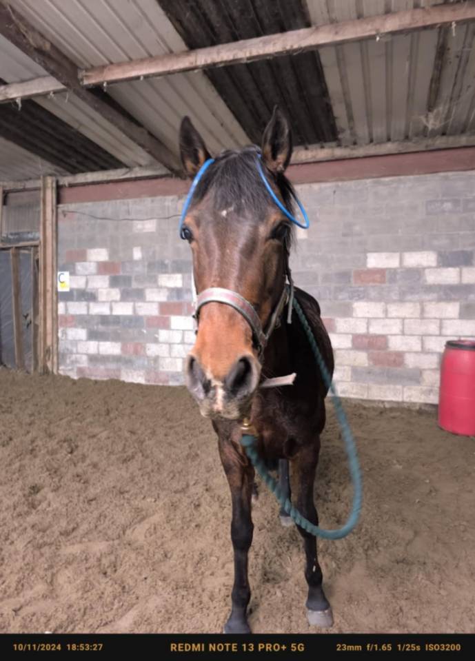 Merrie Connemara Te koop 2012 Donker bruin / bai