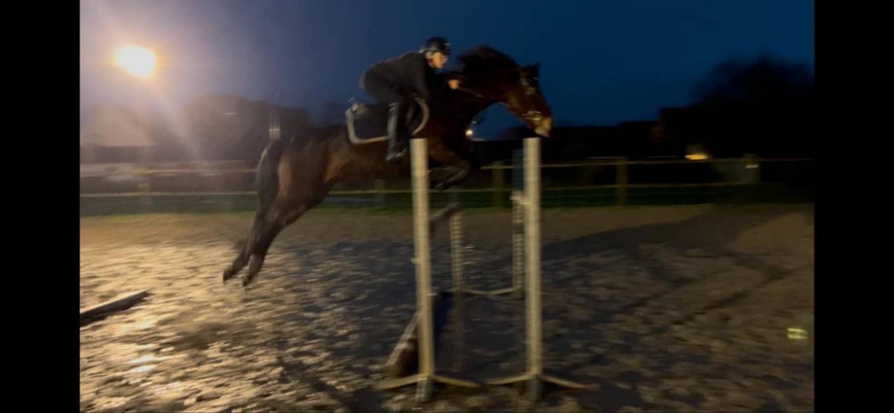 Merrie Connemara Te koop 2012 Donker bruin / bai