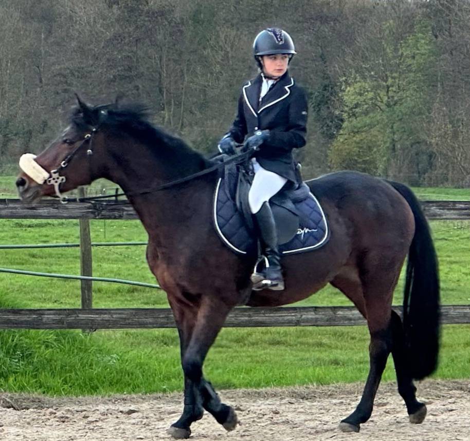 Merrie Connemara Te koop 2012 Donker bruin / bai