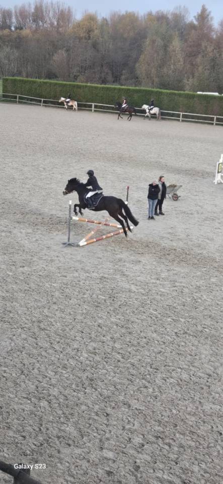 Merrie Connemara Te koop 2012 Donker bruin / bai