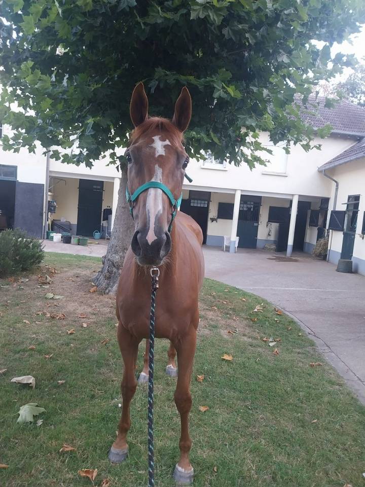 Draagmerrie Engels volbloed Te koop 2017 Vos ,  Rio de la Plata