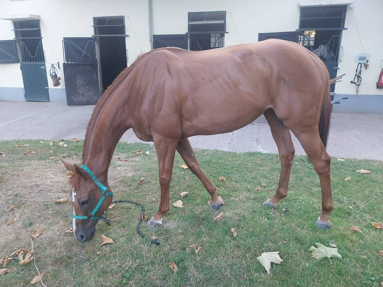 Draagmerrie Engels volbloed Te koop 2017 Vos ,  Rio de la Plata