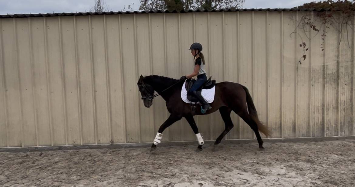 Ruin PRE Puur Ras Spaans Te koop 2021 Schimmel ,  Fuego de bairon