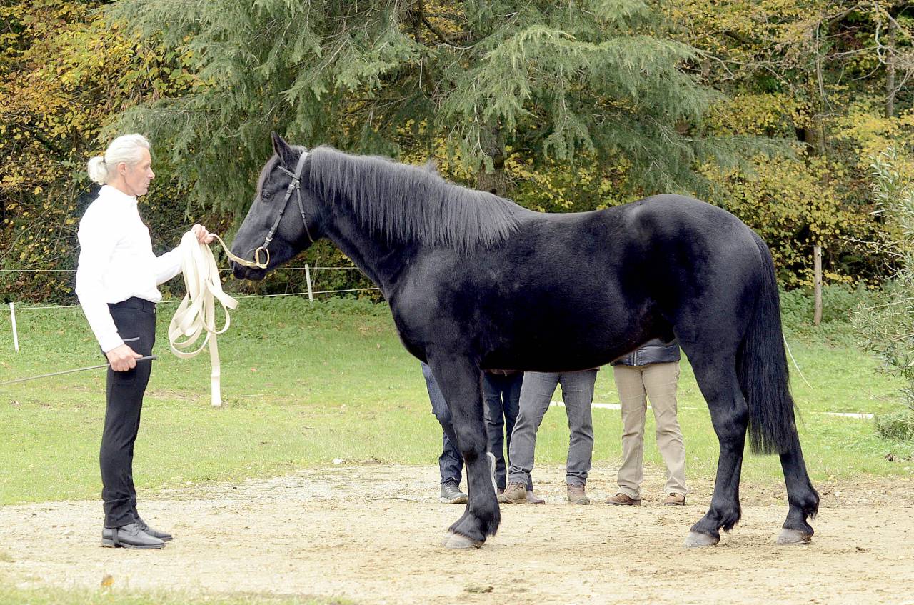 Ruin M&eacute;rens Te koop 2023 Zwart