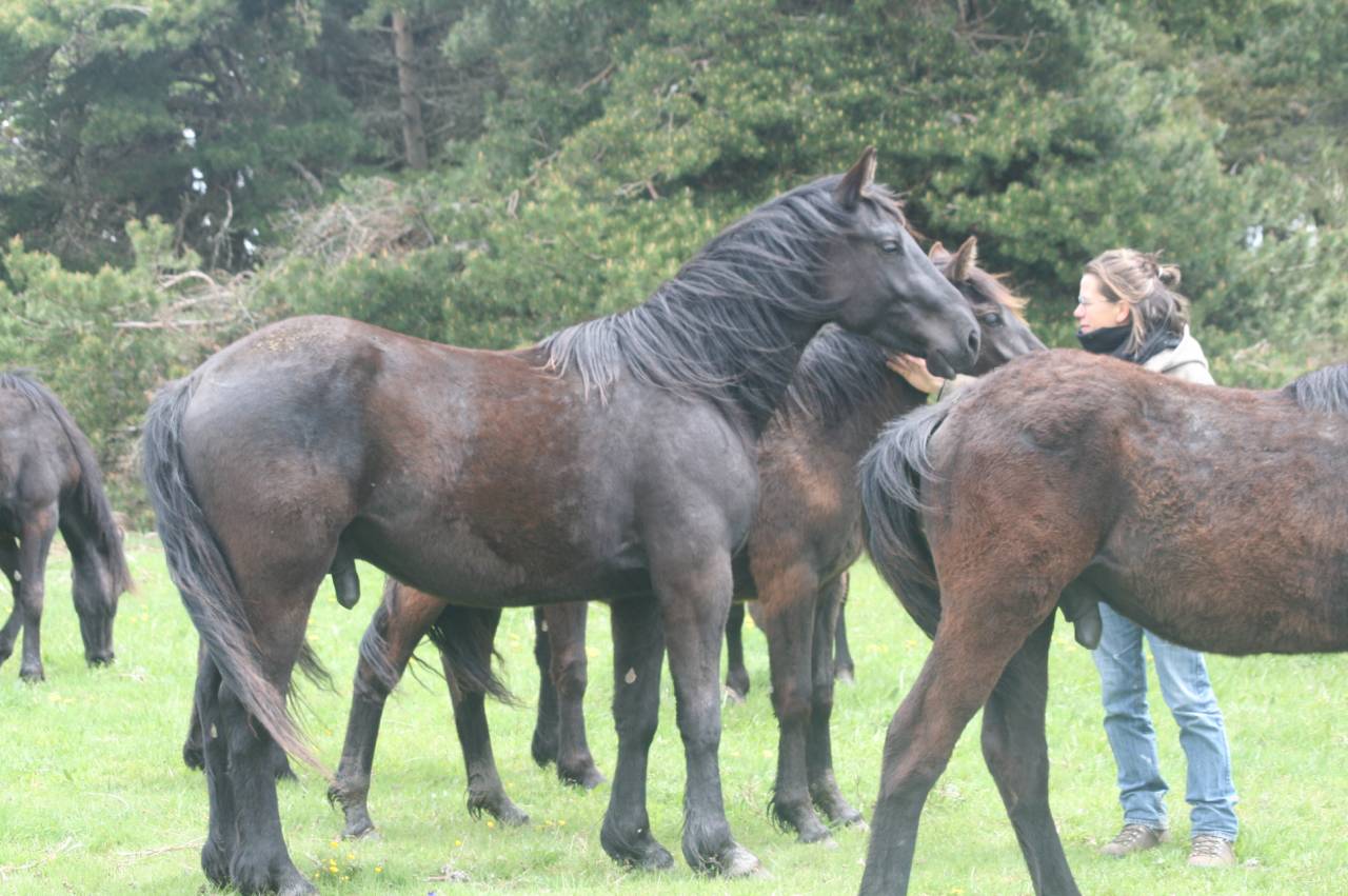 Ruin M&eacute;rens Te koop 2023 Zwart