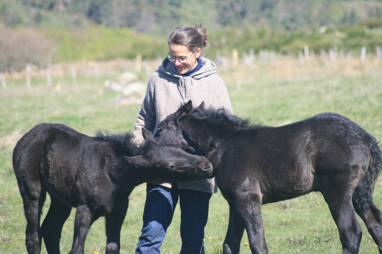 Veulen (ml) Mérens Te koop 2025 Zwart