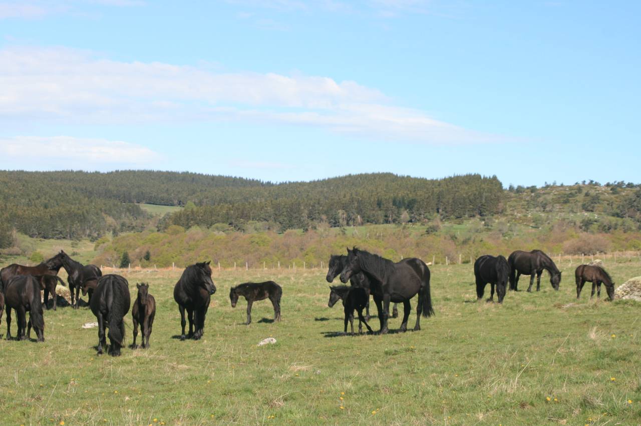 Veulen (ml) Mérens Te koop 2025 Zwart