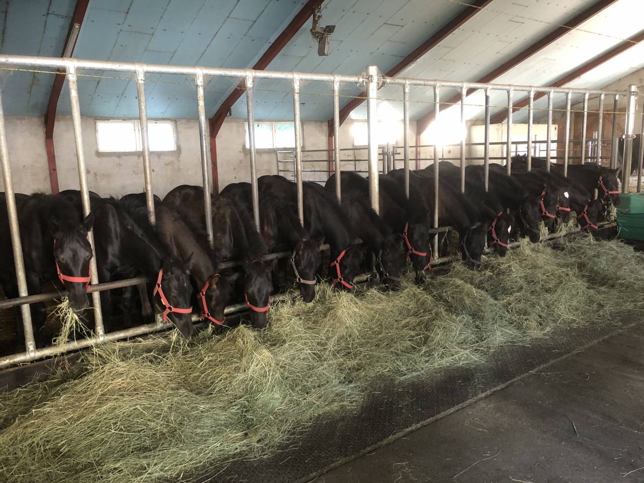 Veulen (ml) Mérens Te koop 2025 Zwart