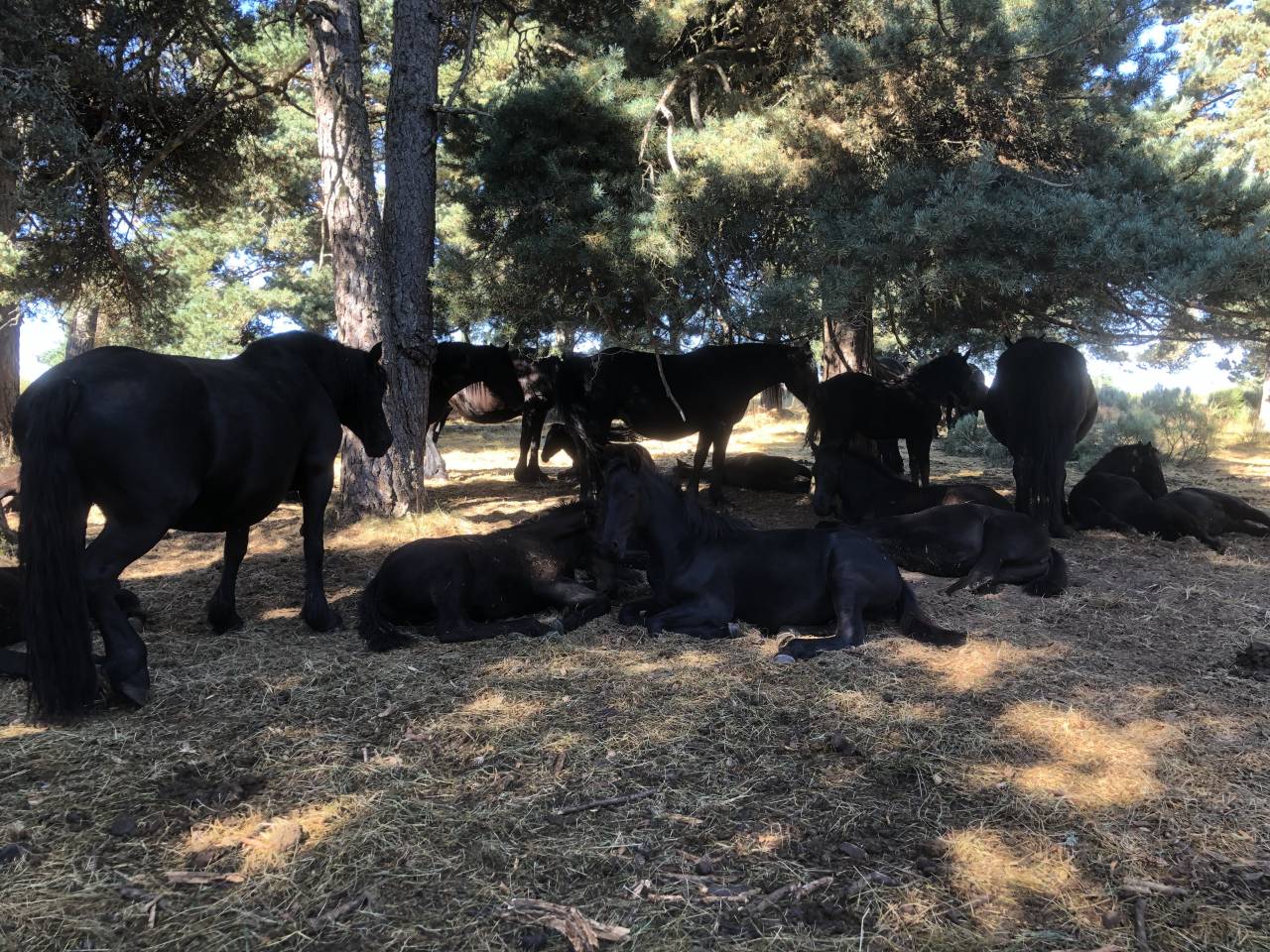 Veulen (ml) Mérens Te koop 2025 Zwart